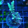 Bouture Acropora Bogani