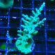 Bouture Acropora turaki Hawkins