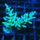 Bouture Acropora turaki Hawkins