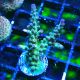 Bouture Acropora Bogani