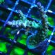 Bouture Acropora Bogani