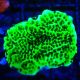 Bouture Montipora Confusa