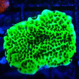 Bouture Montipora Confusa