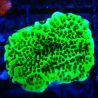 Bouture Montipora Confusa