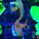 Bouture Montipora digitata 'Forest fire'