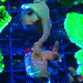 Bouture Montipora digitata 'Forest fire'