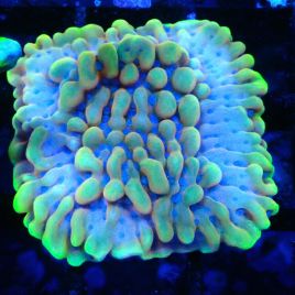 Bouture Montipora Crazy T