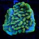 Bouture Montipora Crazy T