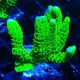Bouture Montipora 'Incredible Hulk'