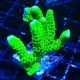Bouture Montipora 'Incredible Hulk'