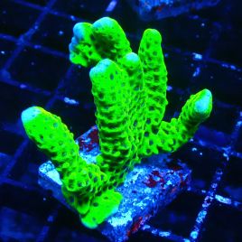 Bouture Montipora 'Incredible Hulk'