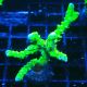 Bouture Anacropora 'Goldenrod'