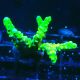 Bouture Anacropora 'Goldenrod'
