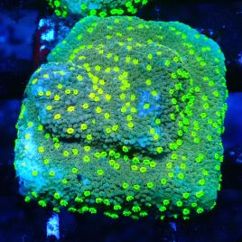 Bouture Montipora Habanero