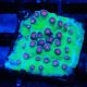 Bouture Cyphastrea 'Alien Pox'