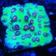 Bouture Cyphastrea 'Alien Pox'