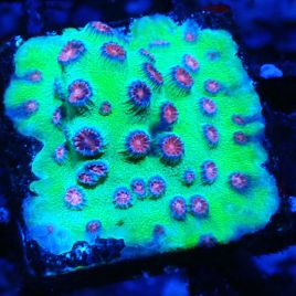 Bouture Cyphastrea 'Alien Pox'