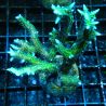 Bouture Seriatopora Histrix vert 6-8 cm