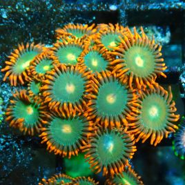 Bouture Zoanthus 'Gatorade'