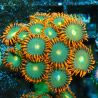 Bouture Zoanthus 'Gatorade'