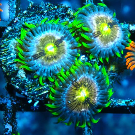 Bouture Zoanthus 'Nirvana'
