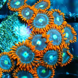 Bouture Zoanthus 'Alpha Omega'