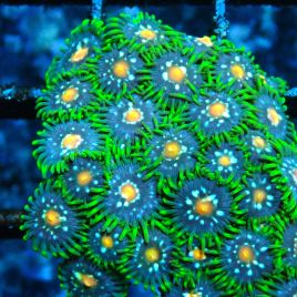 Bouture Zoanthus 'Stargazer'