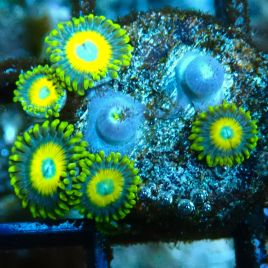 Bouture Zoanthus 'Crambled Eggs'