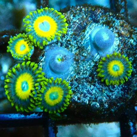 Bouture Zoanthus 'Crambled Eggs'
