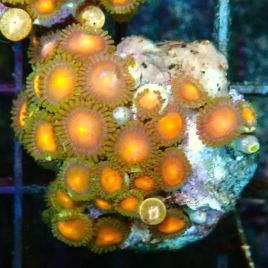 Bouture Zoanthus 'oranginal'