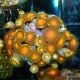 Bouture Zoanthus 'oranginal'