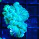 Bouture Physogyra lichtensteini vert 3-5 cm 