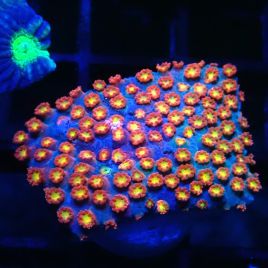Bouture Bernardopora bicolor
