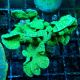 Pavona decussata vert