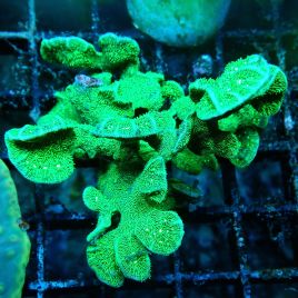 Pavona decussata vert