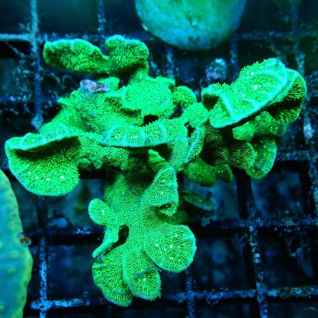 Pavona decussata vert