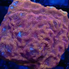 Bouture Leptoseris orange 6 cm