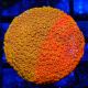 Bouture Cyphastrea cerailia 5-6 cm