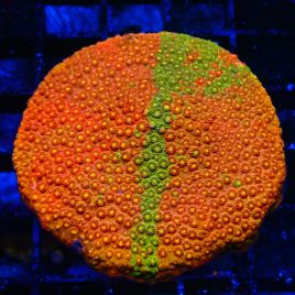 Bouture Cyphastrea cerailia 5-6 cm