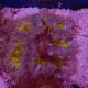 Phymanthus crucifer - epicystis crucifer jaune 4-5 cm