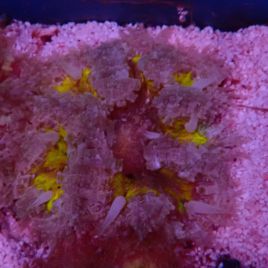 Phymanthus crucifer - epicystis crucifer jaune 4-5 cm