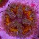 Phymanthus crucifer - epicystis crucifer jaune 4-5 cm