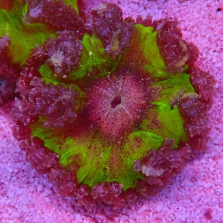 Phymanthus crucifer - epicystis crucifer verte-jaune  (3 -4 cm)