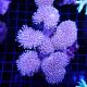 Sarcophyton sp. en colonie (4-5 pieds) 