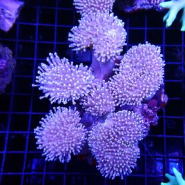 Sarcophyton sp. en colonie (4-5 pieds) 