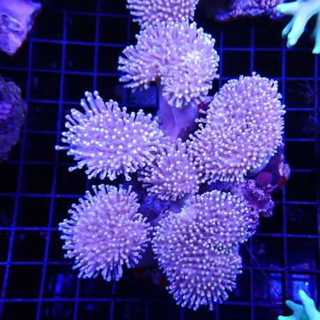 Sarcophyton sp. en colonie (4-5 pieds) 