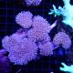 Sarcophyton sp. en colonie (4-5 pieds) 