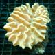Lobophytum sp.-corail soft 6-8 cm