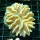 Lobophytum sp.-corail soft 6-8 cm