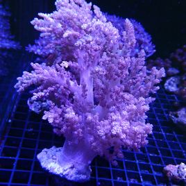 Nephtea 12-15 cm